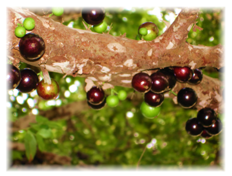 Jaboticabeira Jabuticabeira