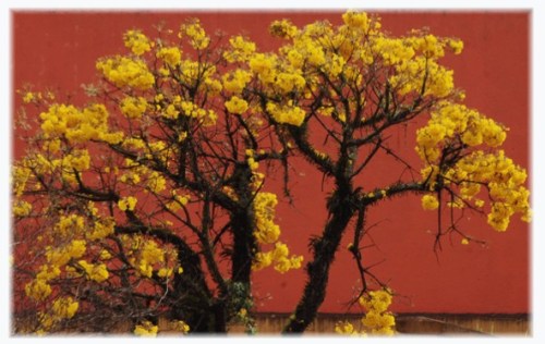 Ipês do Alto São Francisco -Curitiba (foto de Lina Faria, 2009)