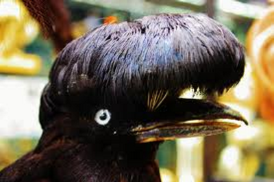 Pájaro paraguas / pássaro guarda-chuvas