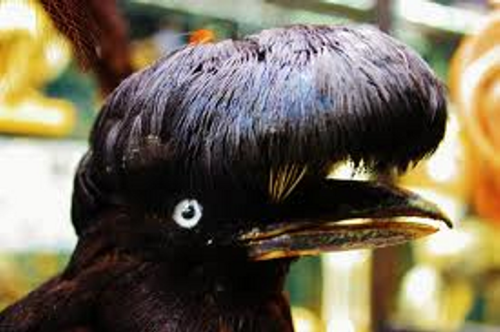 Pájaro paraguas / pássaro guarda-chuvas