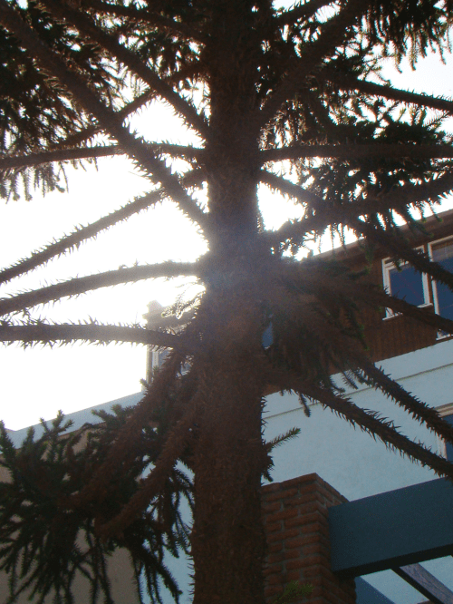 Logo à entrada, deparei-me com um pinheiro, parecido com a nossa araucária, da mesma família mas de outra espécie. É uma araucaria araucana, que nasce na Argentina e no Chile, na região andina. O nosso pinheiro é da espécie araucaria angustifolia.